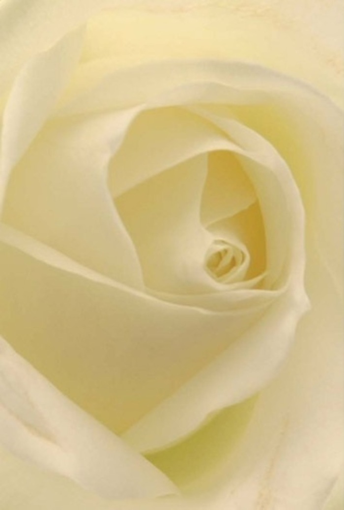 A close-up study of a pure white rose, this image brings into focus the layered elegance and quiet sophistication shaped by the natural beauty of Cowley's surroundings. The petals unfurl in harmony, their creamy white tones gently blending with the soft sunlight often found on peaceful afternoons near Cowley's green walks or Botley Park. Subtle shadows deepen the sense of layering, suggesting both tranquility and subtle movement as the bloom seems illuminated from within-like an intimate promise shared between dear friends. The rose's exquisitely spiraled centre represents purity, hope, and the resilience embodied in every bouquet crafted by Cowley's dedicated floral artisans. Ideal for moments of apology, romance, or celebration, this flower radiates a clean, soothing presence-its delicate scent imagined as a breath of fresh air rolling in from the Thames. In every subtle detail, this classic rose reflects the careful eye and skillful touch that mark Cowley Flowers' commitment to meaningful floral arrangements for all of life's memorable occasions.