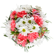 This lively Cowley bouquet is a joyful tribute to spring's renewal, arranged with care and local flair. Central white daisies bloom joyfully with their green-yellow hearts, ringed by lush coral-pink carnations whose ruffled petals add gentle depth and richness. Entwined throughout are airy sprays of baby's breath, reminiscent of clouds drifting across Astons Eyot, their small white blossoms giving the bouquet a light, ethereal feel. Slender alstroemeria buds touched with purple and pink nestle in the greenery, foreshadowing blooms to come and adding a touch of sophistication. The palette is rounded out by silvery eucalyptus and deep verdant sprigs, creating a fresh, balanced composition. It's an arrangement that feels both jubilant and calming, perfect for marking milestones-like a new home near Cowley Marsh or saying thank you to a friend on Leopold Street. Every detail, from the gleaming petals to the meticulous placement, reflects the skill and heart of local florists, ensuring that this bouquet not only brightens the room but also shares a little of Cowley's spirit with every delivery.